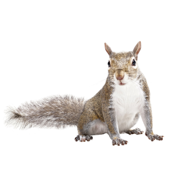 Gray squirrel identification in Peekskill NY - Garrie Pest Control