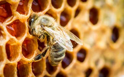 Honey bee found in Peekskill NY - Garrie Pest Control
