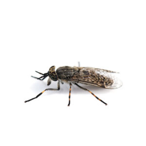 Horse fly identification in Peekskill NY - Garrie Pest Control