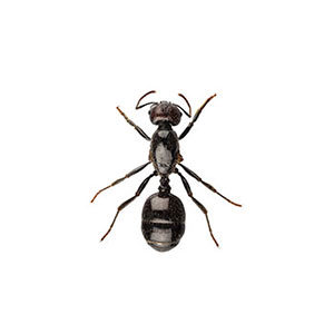 Little black ant identification in Peekskill NY - Garrie Pest Control