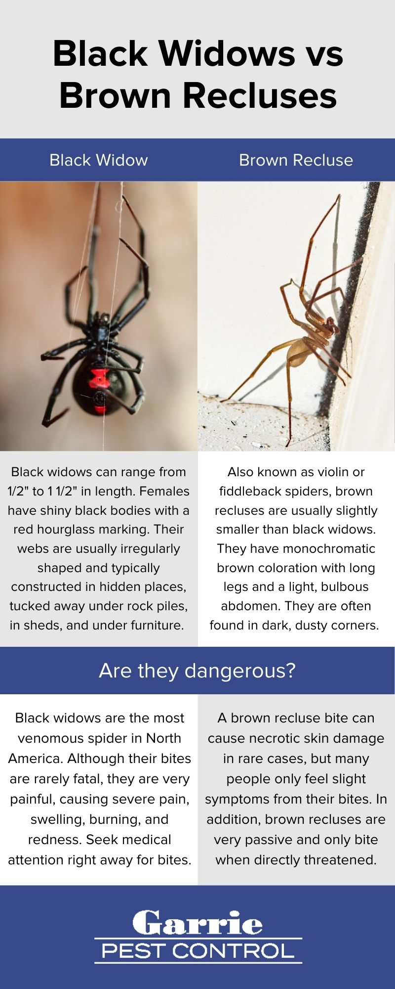 The difference between black widows and brown recluses in Peekskill NY - Garrie Pest Control