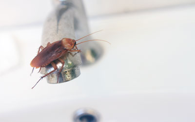 Cockroaches are attracted to plumbing fixtures in Peekskill NY - Garrie Pest Control