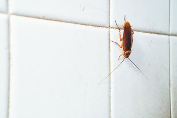 Cockroach in Peekskill NY bathroom - Garrie Pest Control