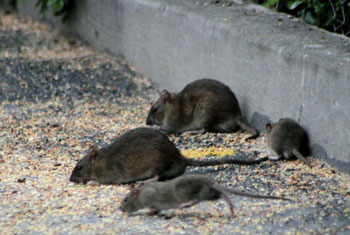 Rodent FAQs in New York