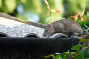 Frequently asked questions about rodents in Peekskill NY - Garrie Pest Control