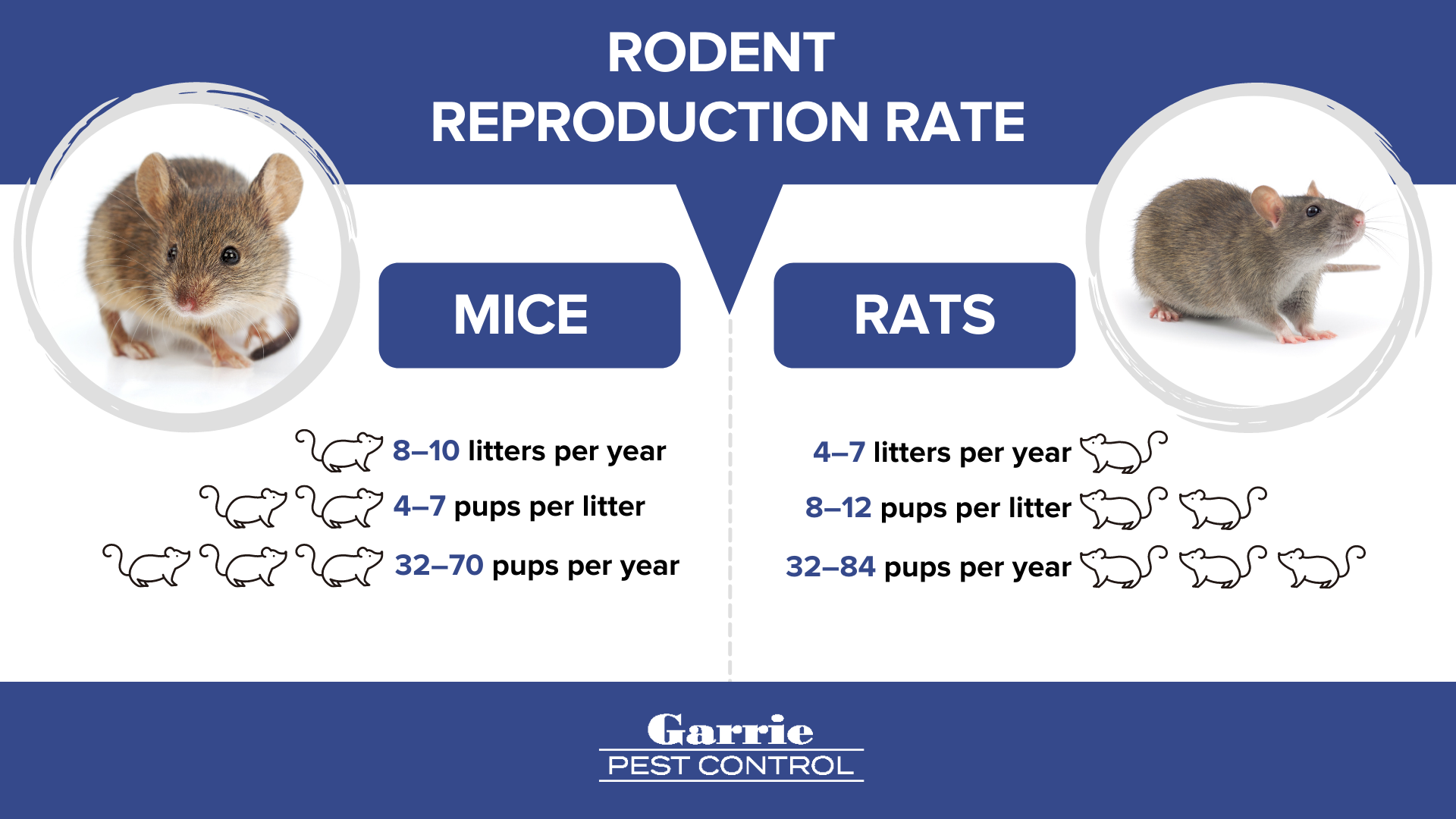 Rodent reproduction infographic - Garrie Pest Control in Peekskill NY