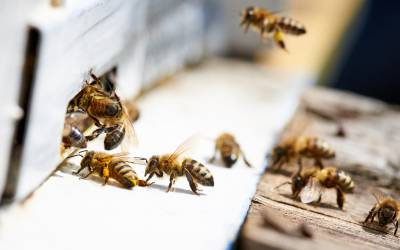 Honey bees in Peekskill NY - Garrie Pest Control