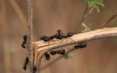 Carpenter ants in Peekskill NY - Garrie Pest Control
