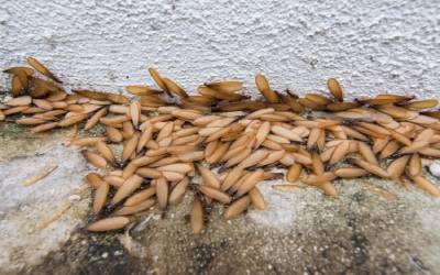 Termite swarmers found in Peekskill NY - Garrie Pest Control