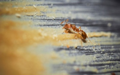 Red imported fire ant crawling